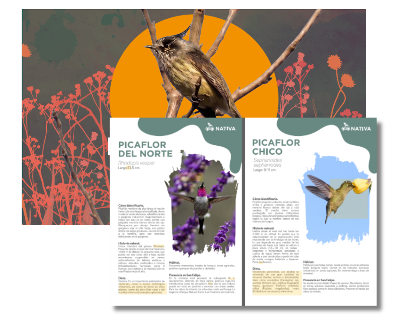 Las Aves de San Felipe (eBook)