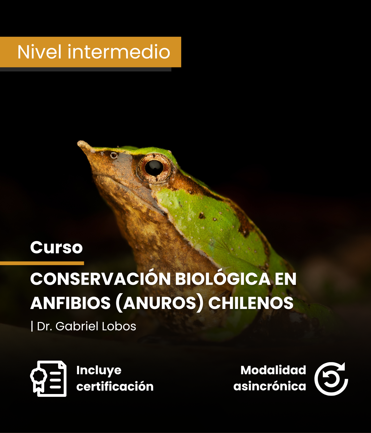 Conservación biológica en anfibios chilenos