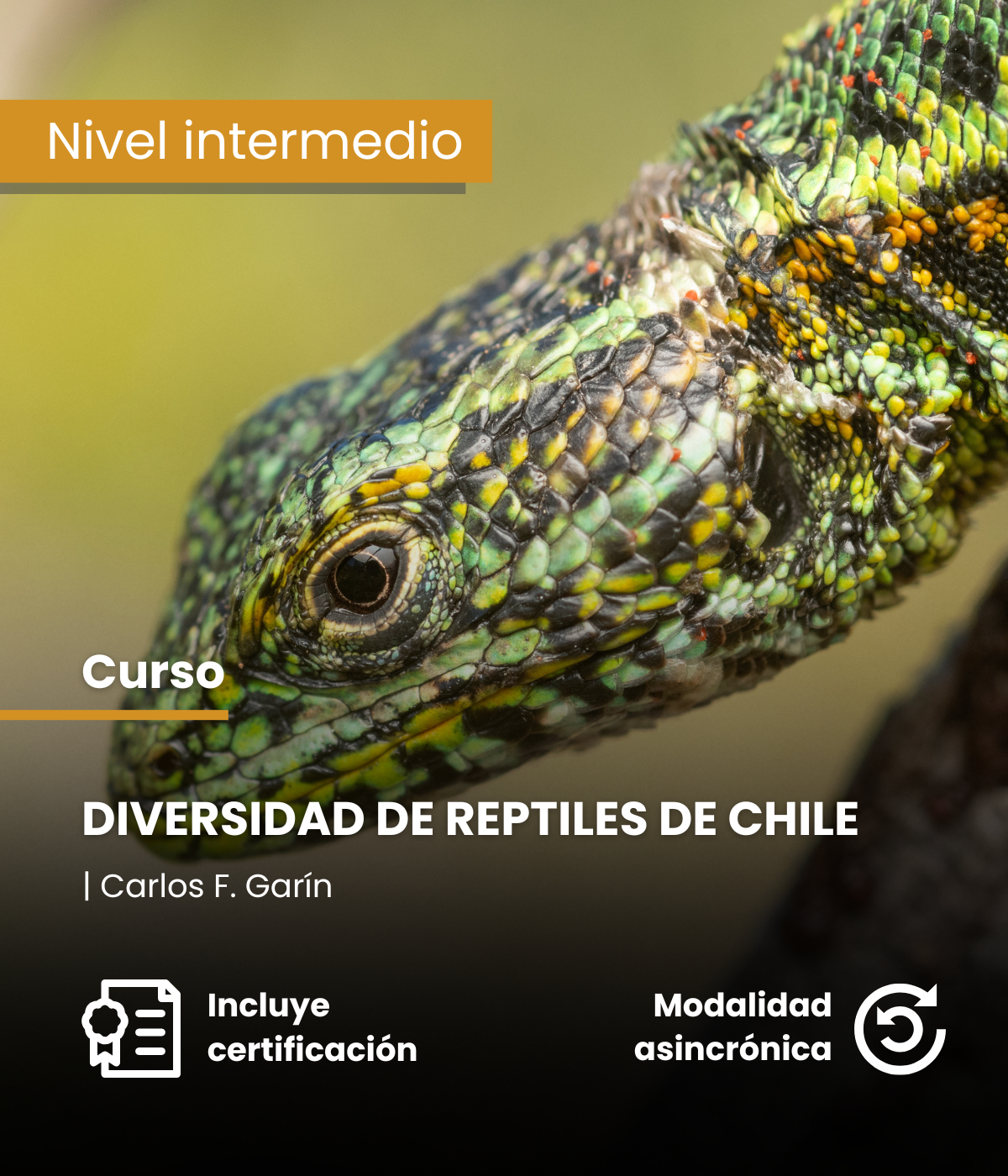 Diversidad de Reptiles de Chile