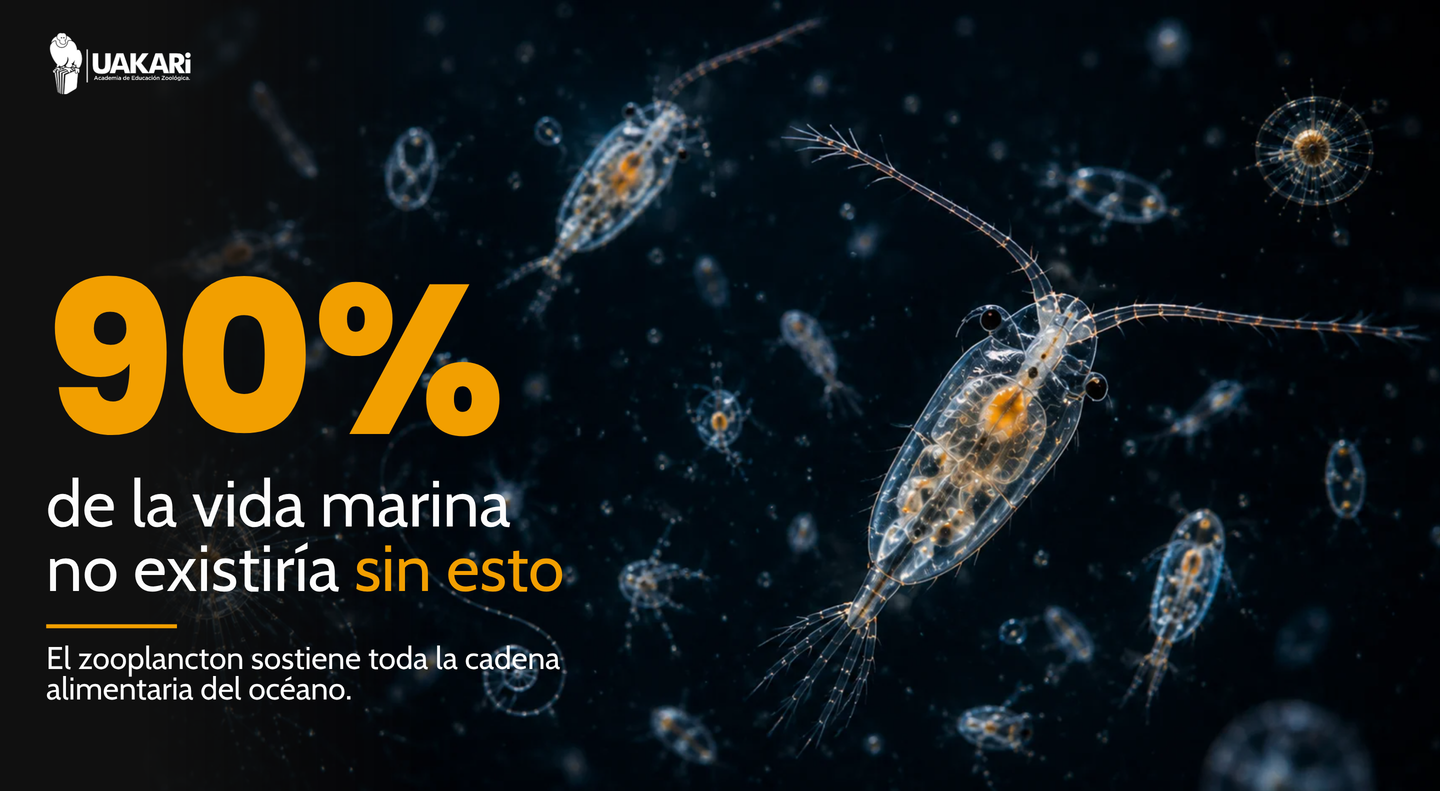 Sin zooplancton, el 90% de la vida marina no existiría: la propuesta de valor del curso.