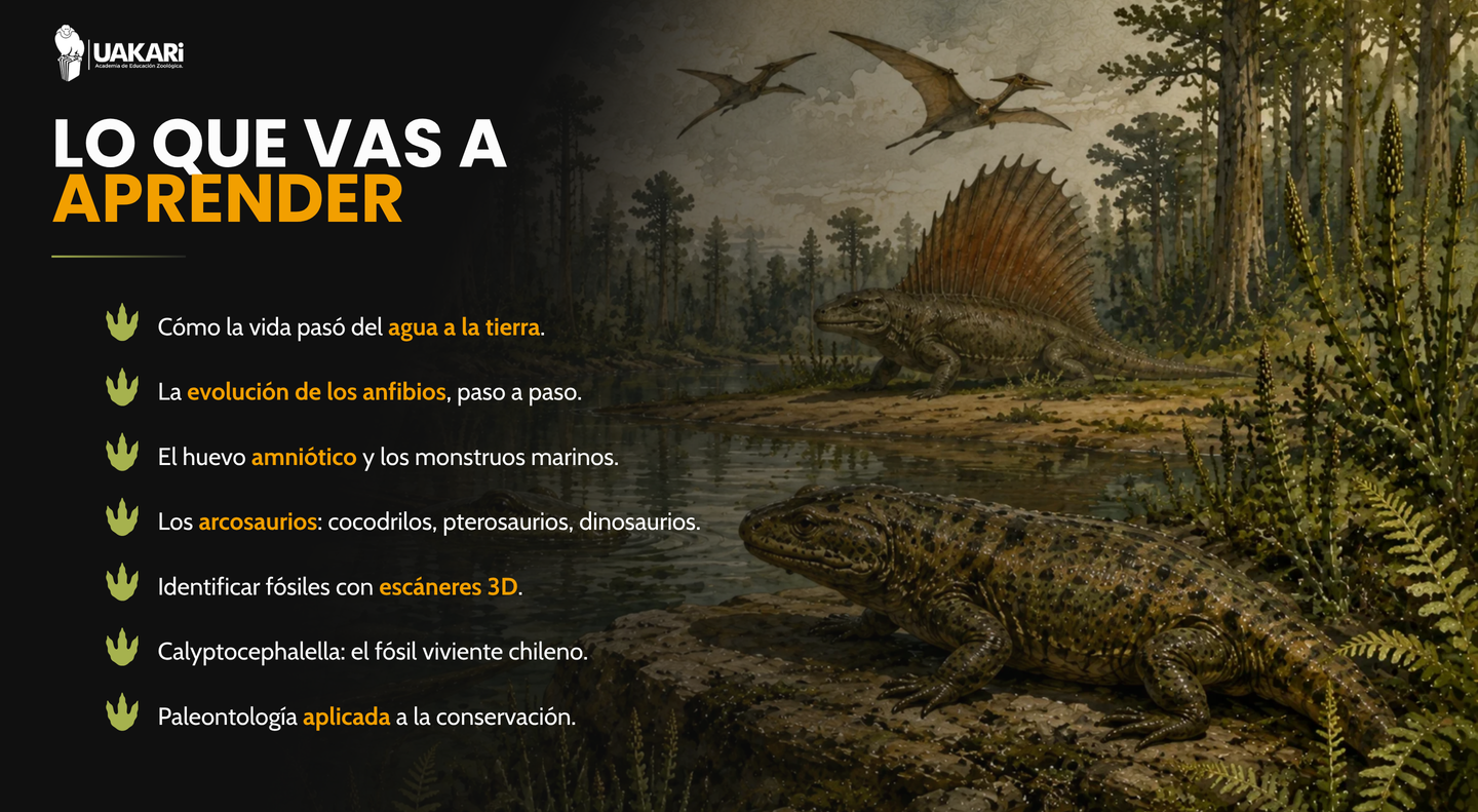 Lo que vas a aprender: evolución de tetrápodos, fósiles y paleontología aplicada a la conservación.