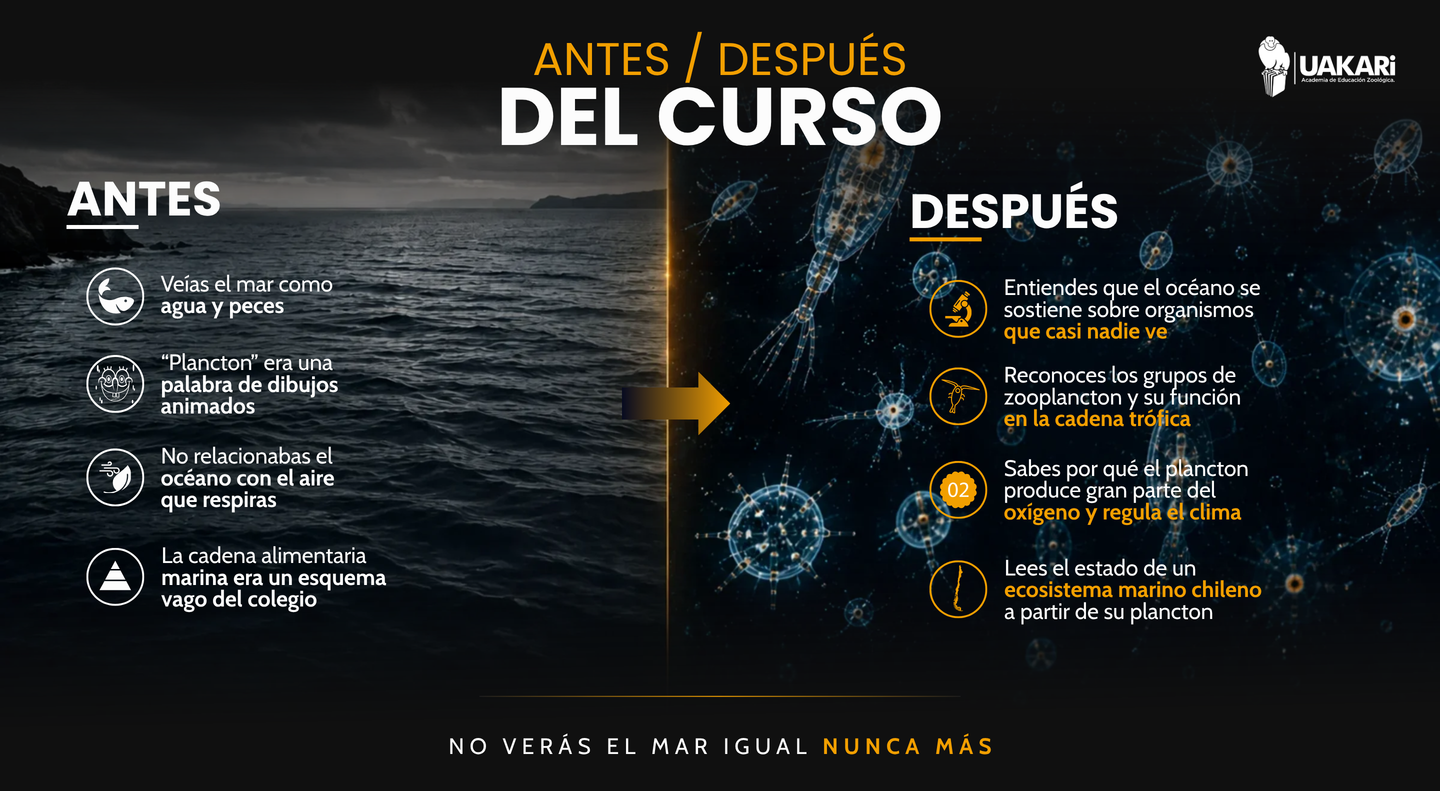 Antes y después: cómo cambia tu mirada del mar tras el curso.