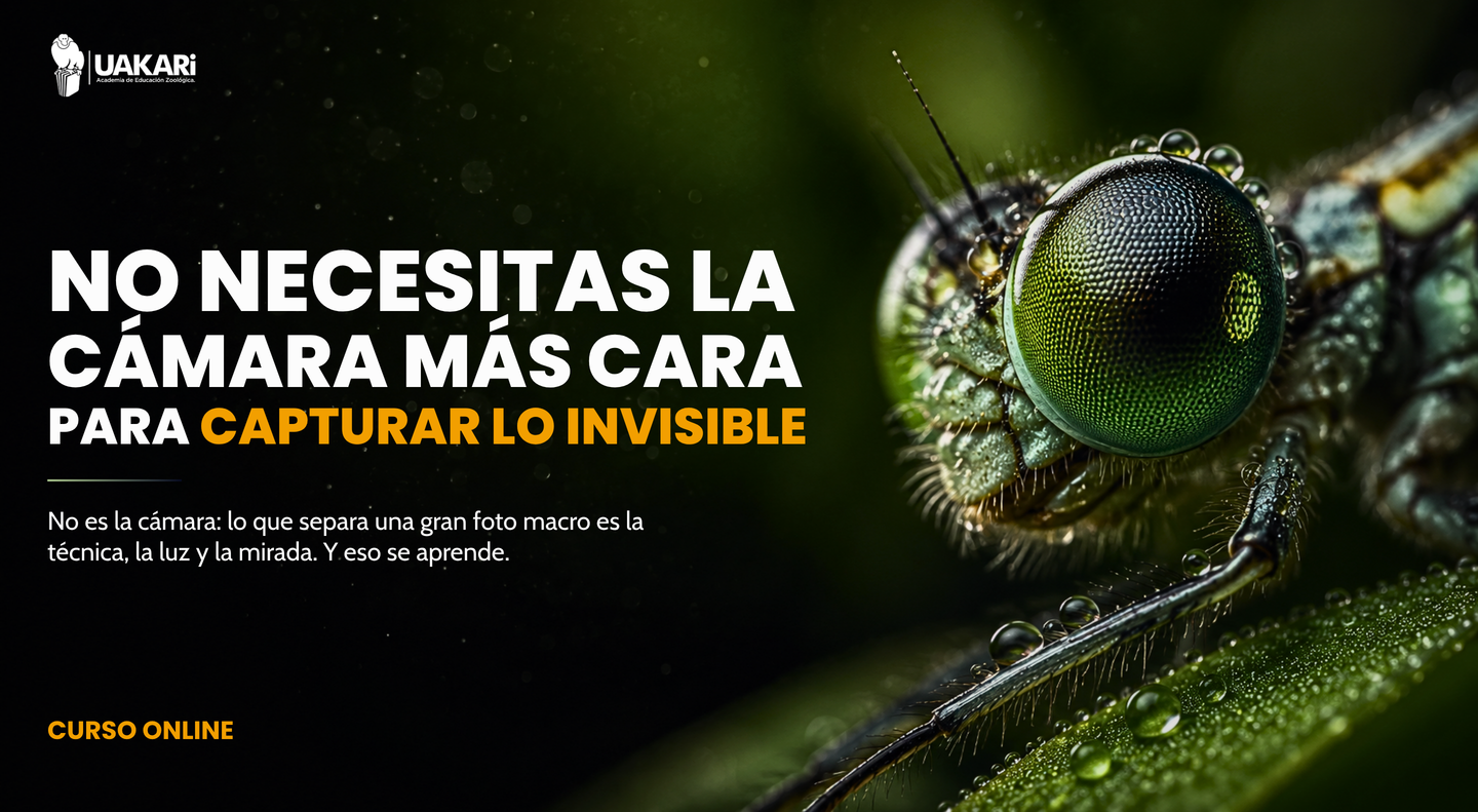 No necesitas la cámara más cara para capturar lo invisible: la propuesta del curso de macrofotografía.