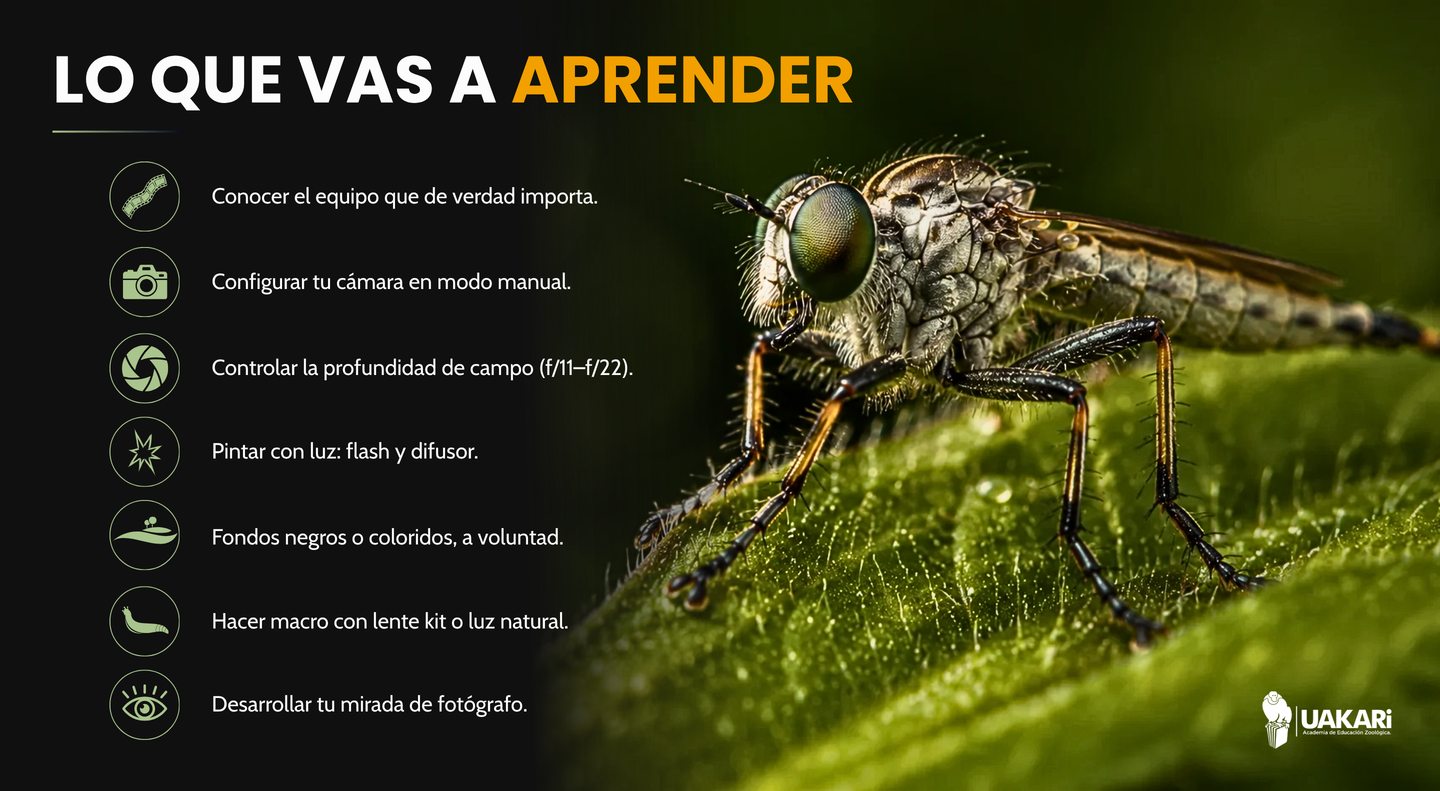 Lo que vas a aprender: modo manual, luz, profundidad de campo y fondos en macrofotografía.