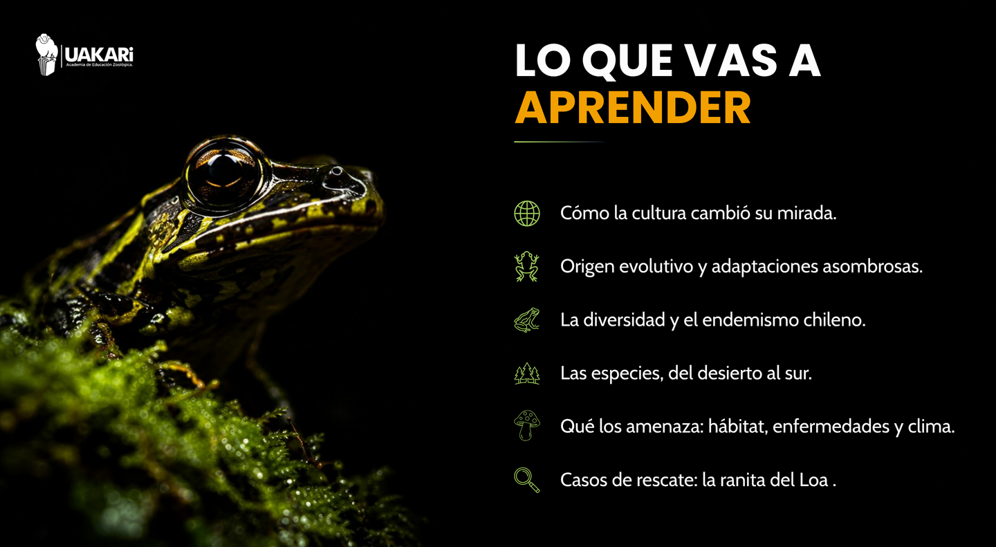 Lo que vas a aprender sobre los anfibios de Chile: evolución, endemismo, especies y amenazas.