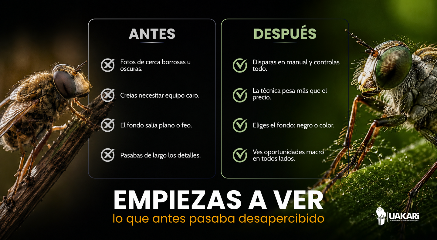Antes y después: cómo cambia tu fotografía macro tras el curso.