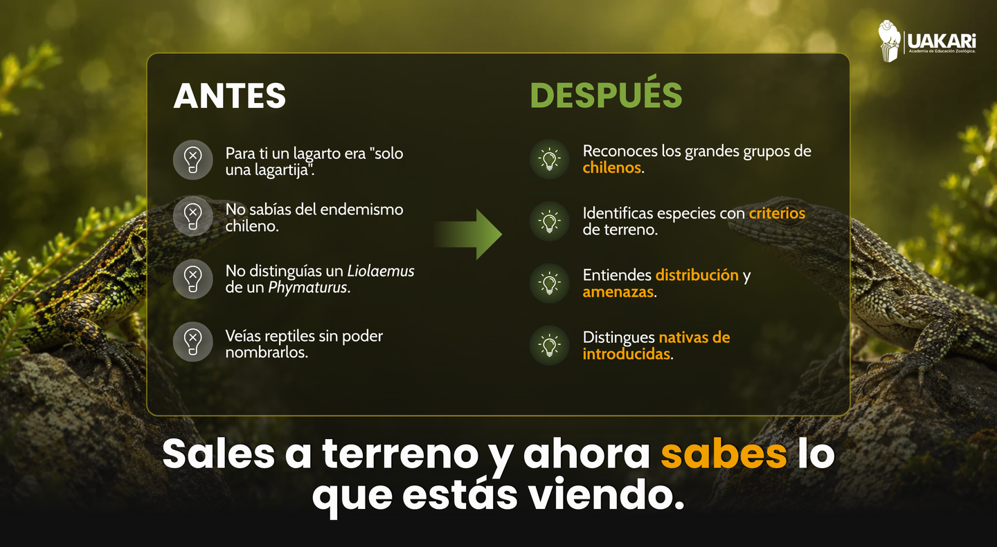 Antes y después: cómo cambia tu mirada de los reptiles tras el curso.