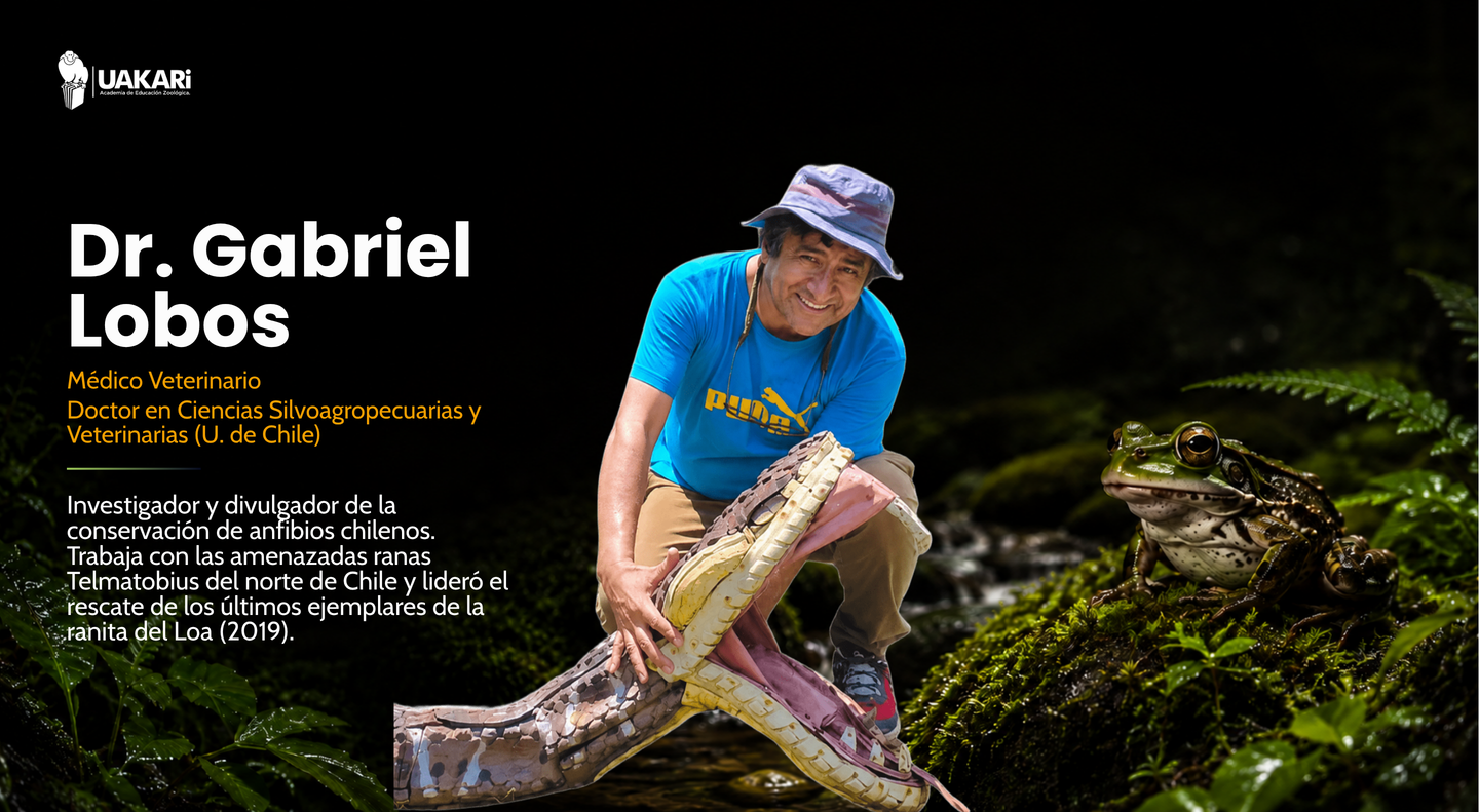 El profesor: Dr. Gabriel Lobos, especialista en conservación de anfibios chilenos.