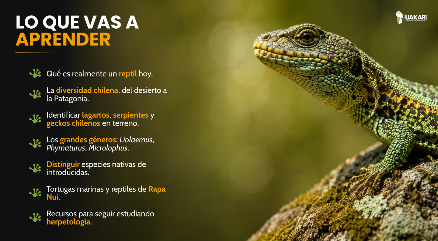 Lo que vas a aprender: diversidad, identificación en terreno y grandes géneros de reptiles chilenos.